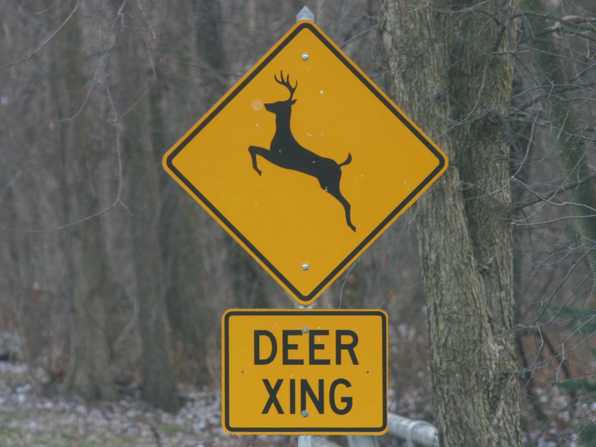 A yellow Deer XING sign against a forest of trees.