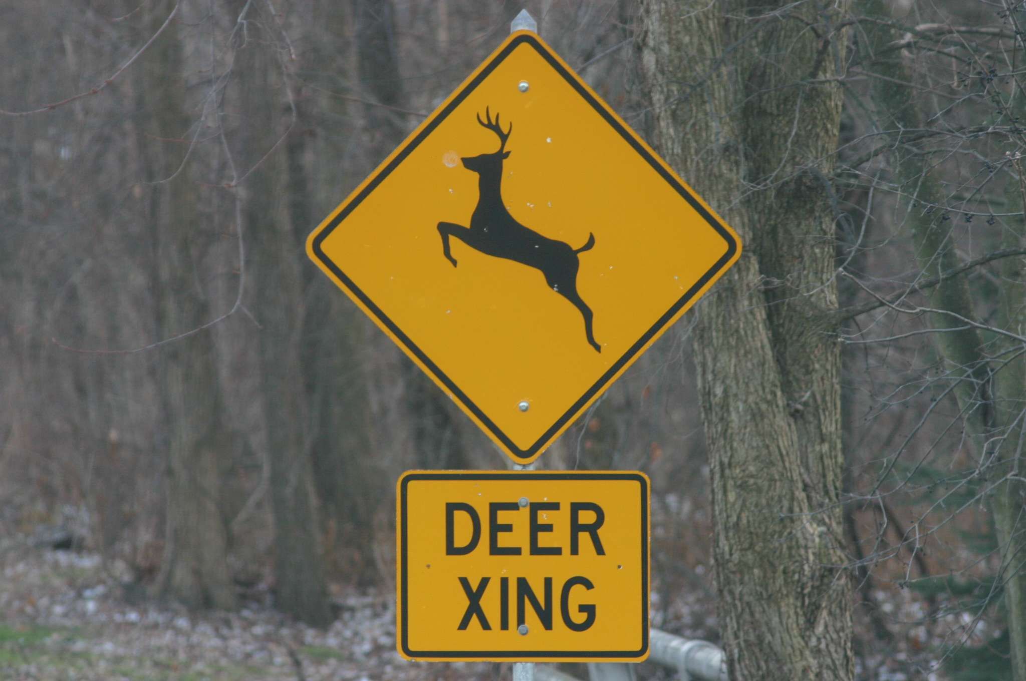 A yellow Deer XING sign against a forest of trees.