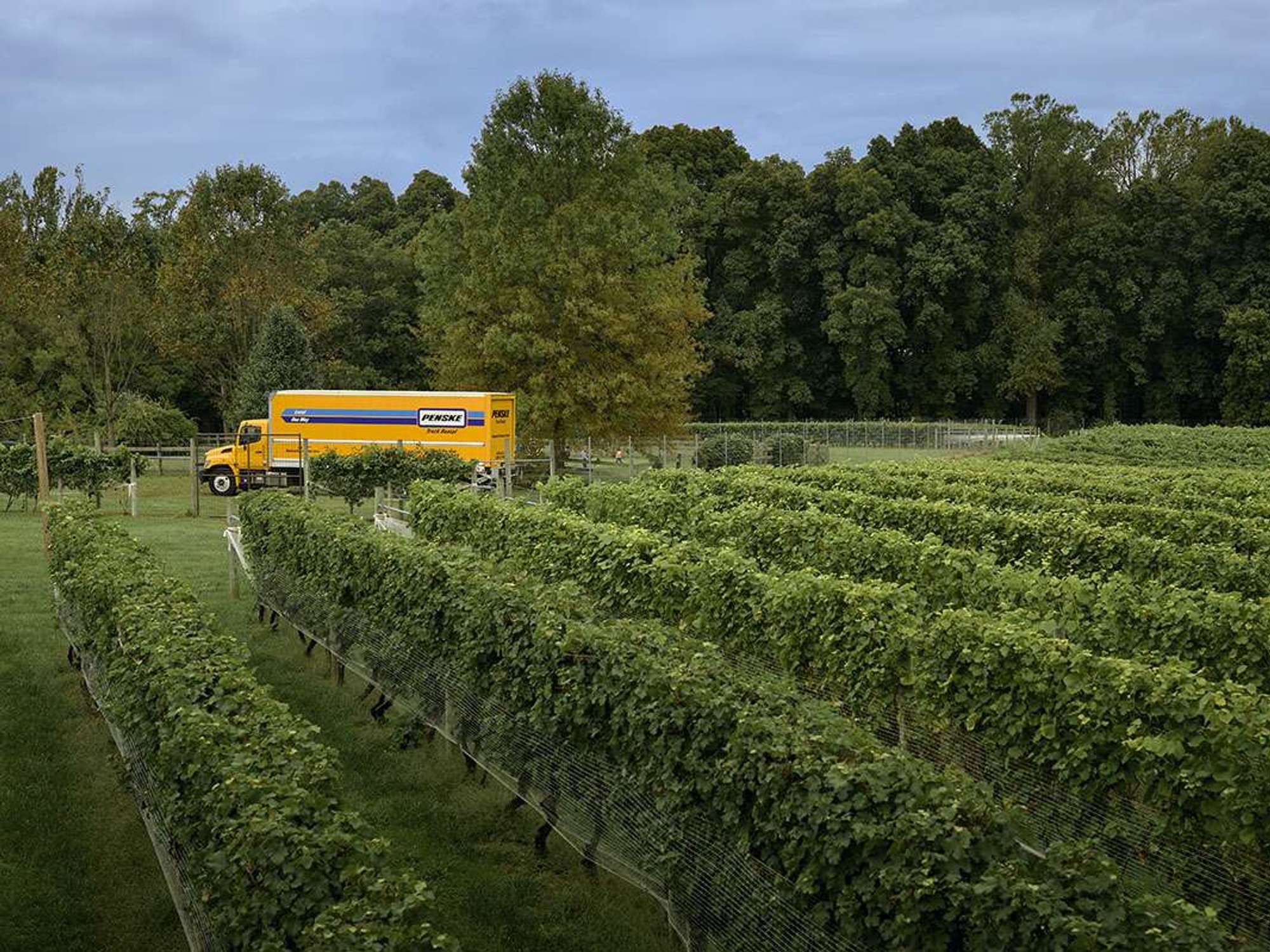 A yellow Penske box truck sits in a wine vineyard.