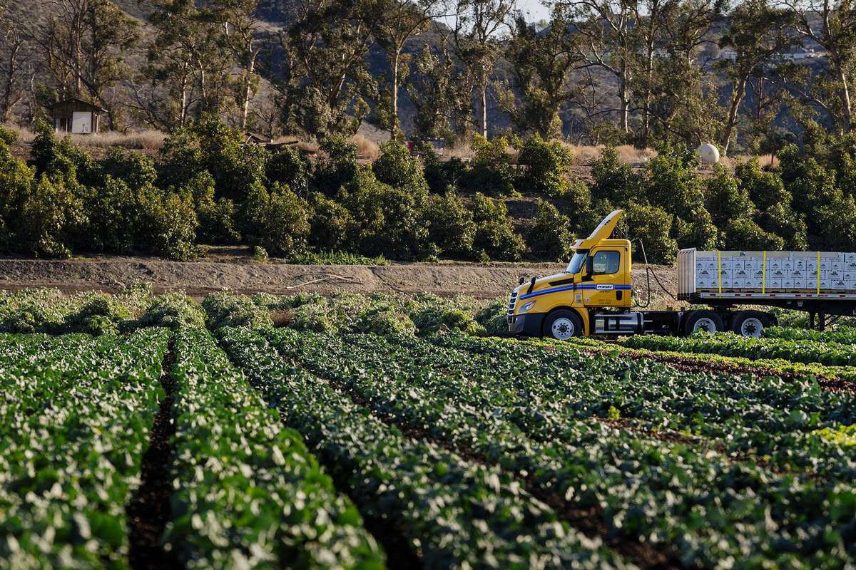 A yellow Penske semi-truck pulls a trailer filled with produce crates through a farming field.