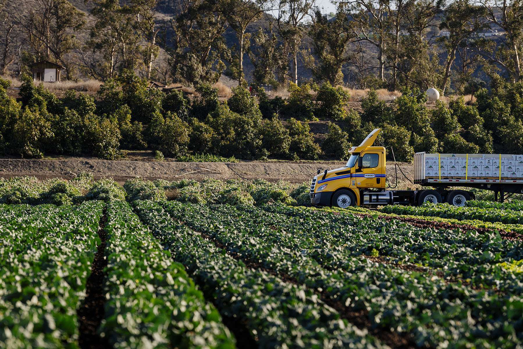 A yellow Penske semi-truck pulls a trailer filled with produce crates through a farming field.
