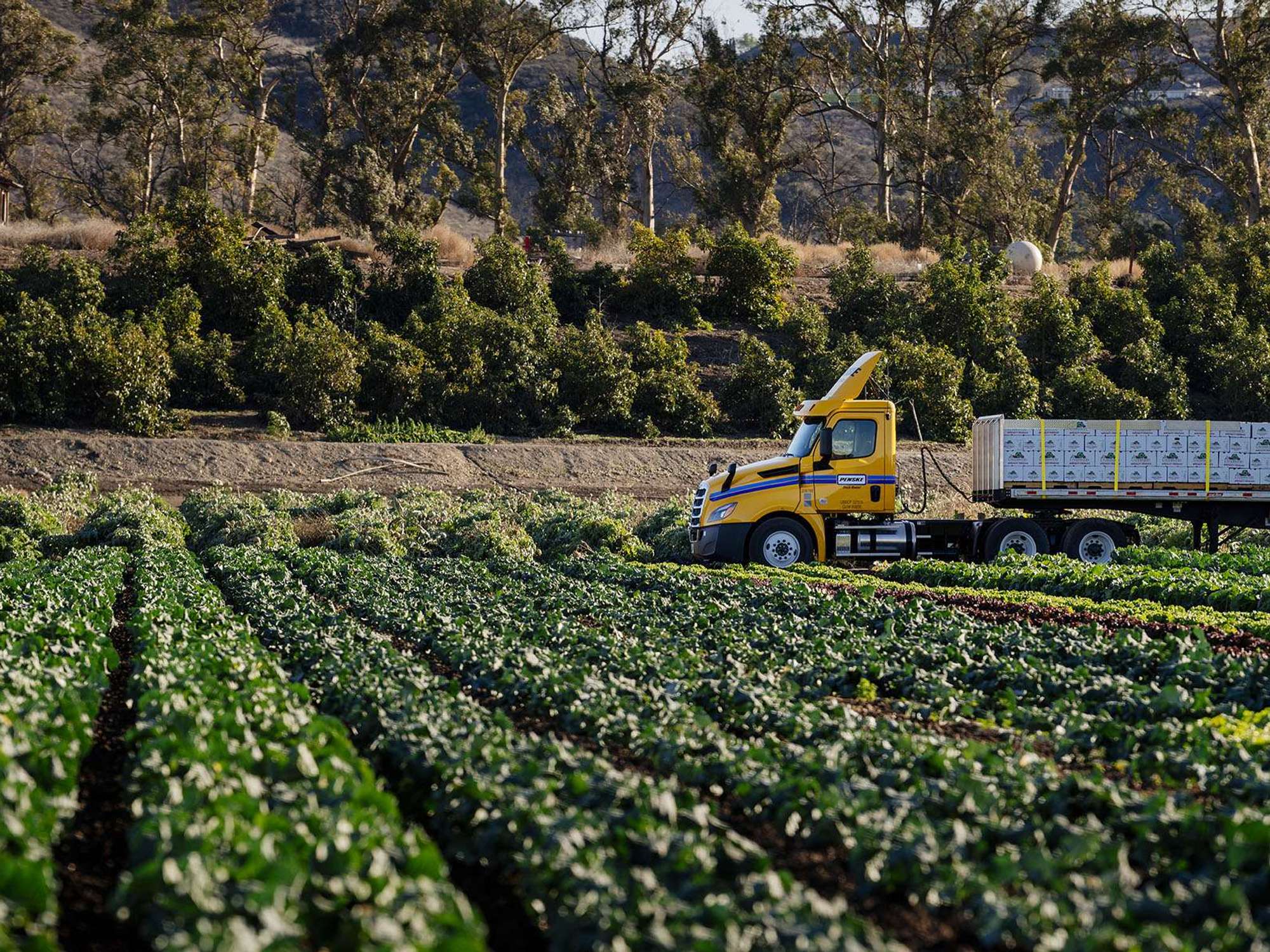 A yellow Penske semi-truck pulls a trailer filled with produce crates through a farming field.