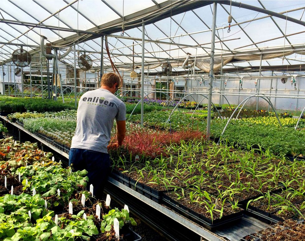 Enliven Planters Greenhouse